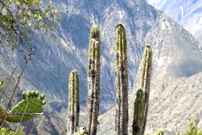 Vegetation in Huatuscalla