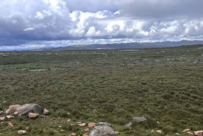 Apreciaremos la flora y fauna silvestre de las alturas