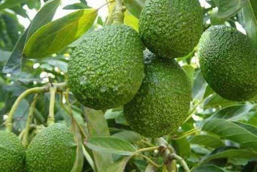 Limones en la provincia de Huanta