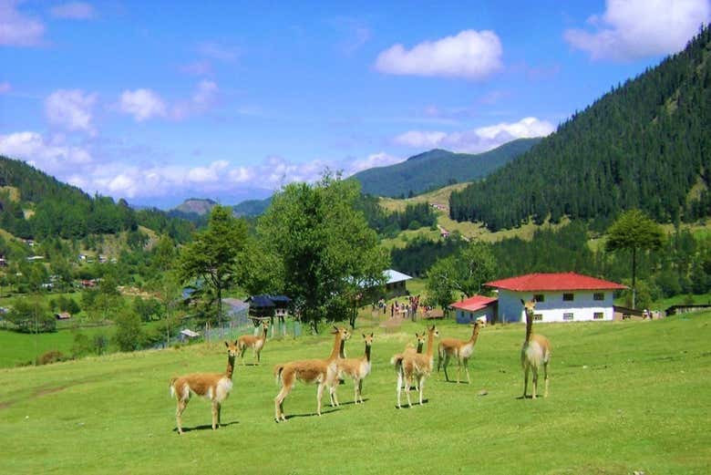 Animales de la granja