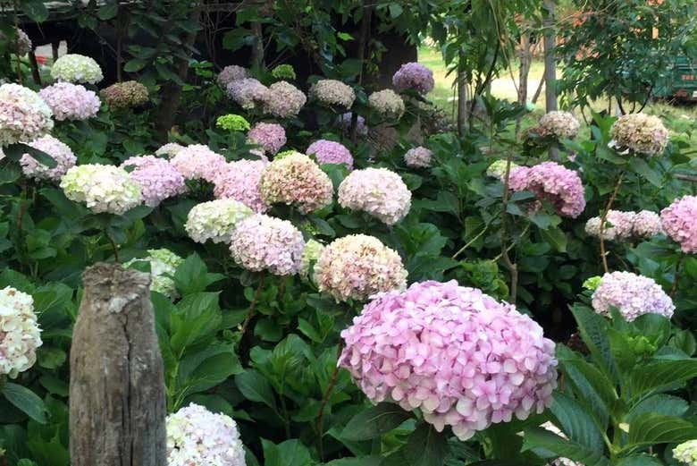 Jardín de las Hortensias