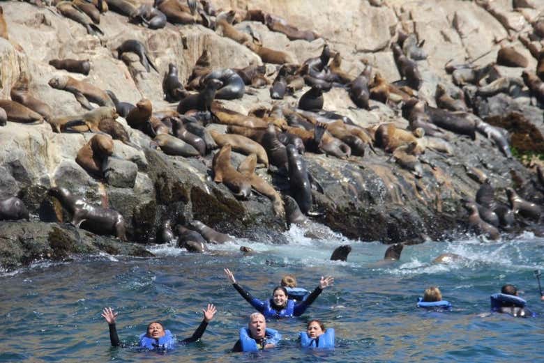 Swim in pristine waters and see sea lions up close