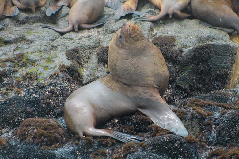 Male sea lion