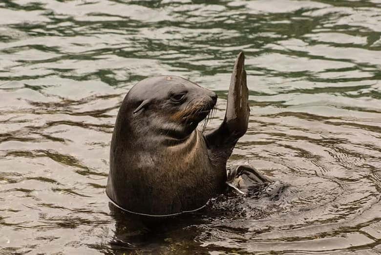 Saying hello to the sea lions