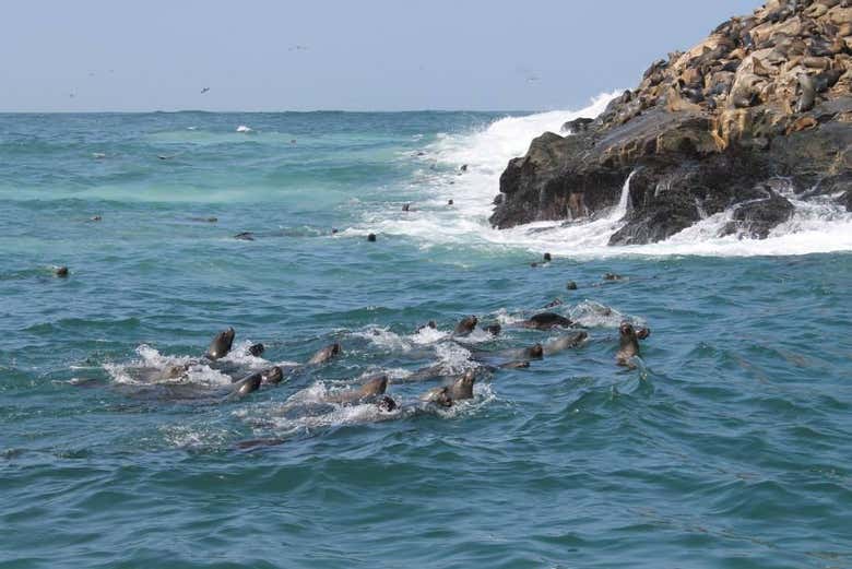 Visiting the Palomino Islands