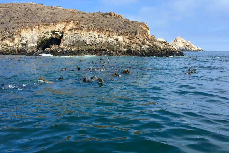 Sea lions in the Palomino Islands