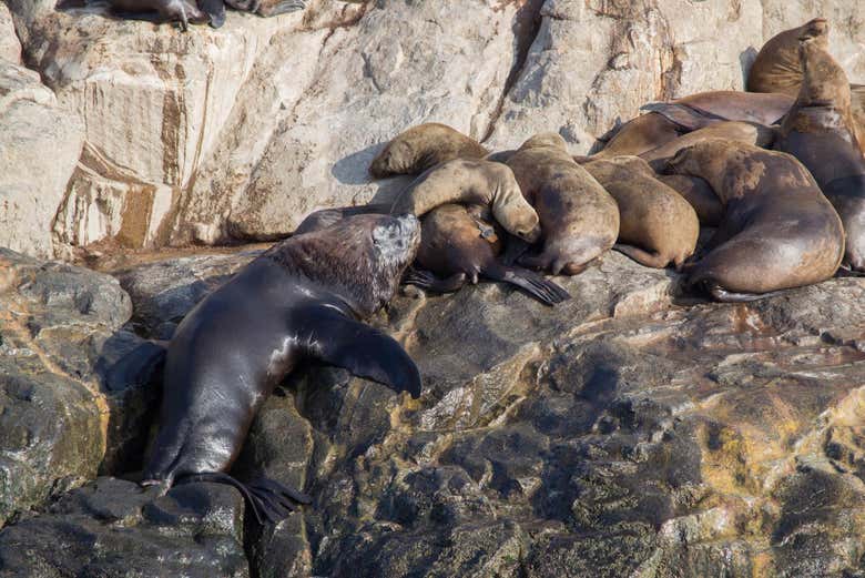 Enjoy a close encounter with a sea lion
