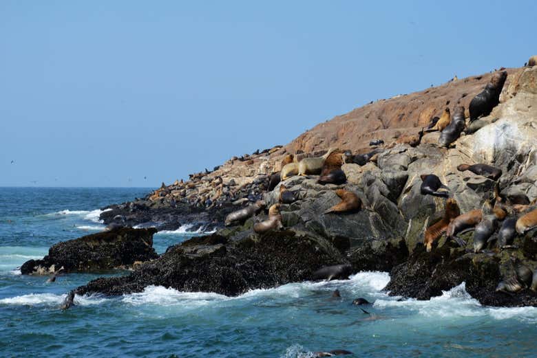 Sea lions in the Palomino Islands