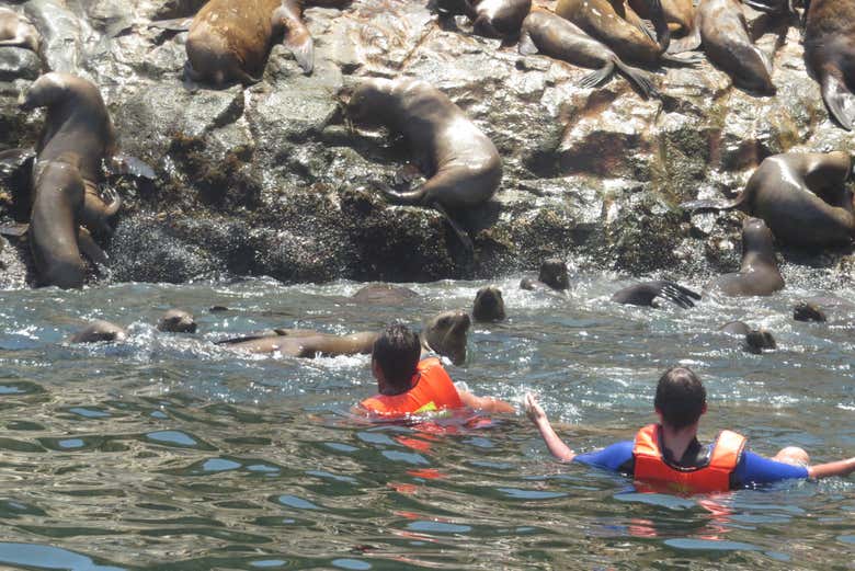 Swimming with sea lions