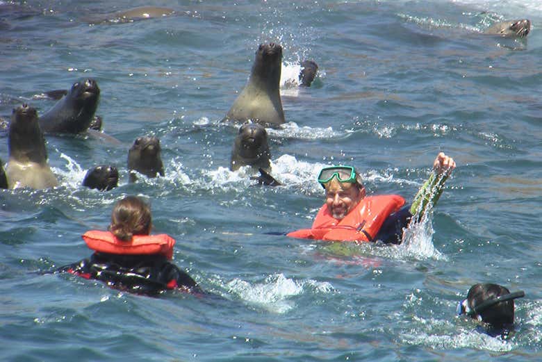 Meet friendly sea lions