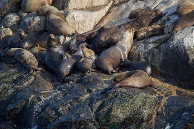 See sea lions in their natural habitat