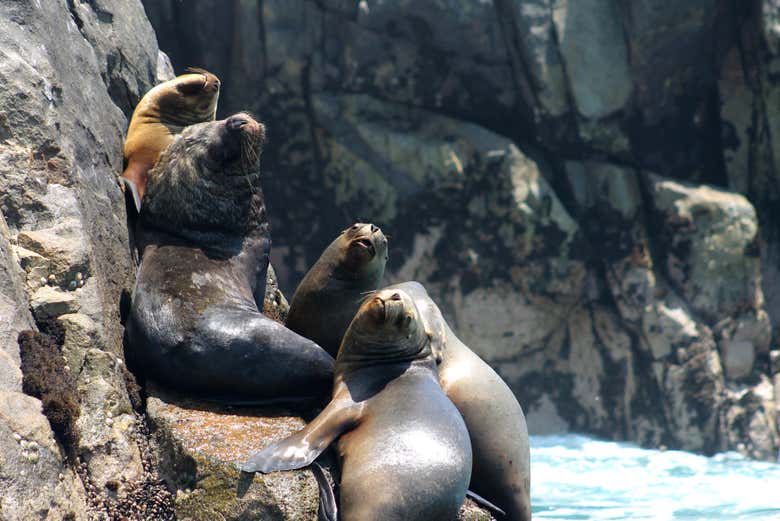 Sea lions