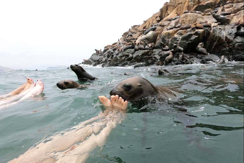 Curious sealions
