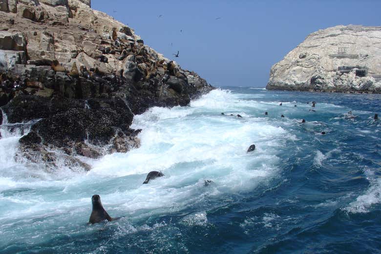 Sea lions at the Palomino Islands