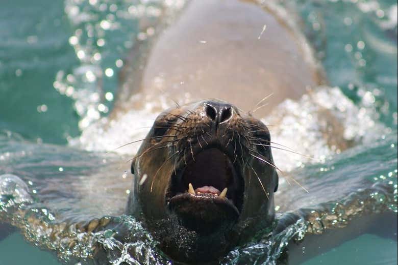 Sea lion swimming and barking