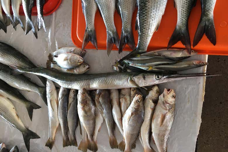 Fresh fish at the Chorillos Market