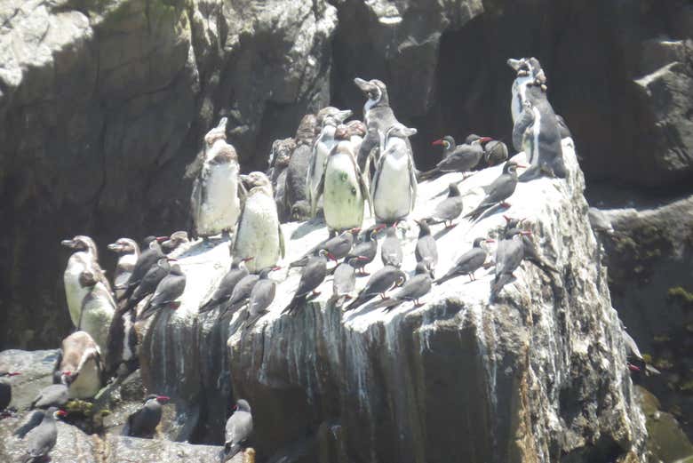 Humboldt penguins in the Palomino Islands