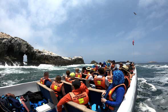 Paseo en lancha rápida por las Islas Palomino + Nado con lobos marinos