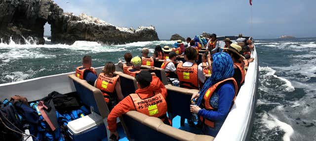 Paseo en lancha rápida por las Islas Palomino + Nado con lobos marinos