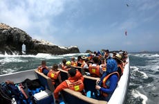 Palomino Islands Speedboat Trip & Swimming with Sea Lions