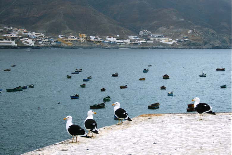 Gaviotas junto à praia Tortugas