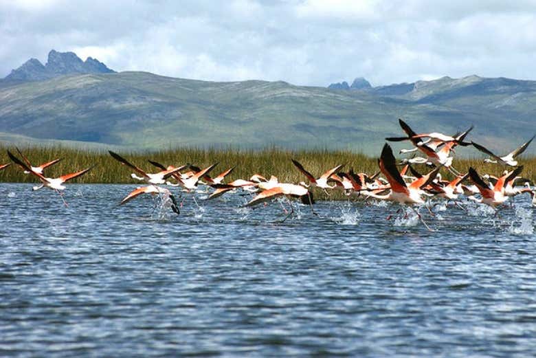 Flamingos no lago Junín