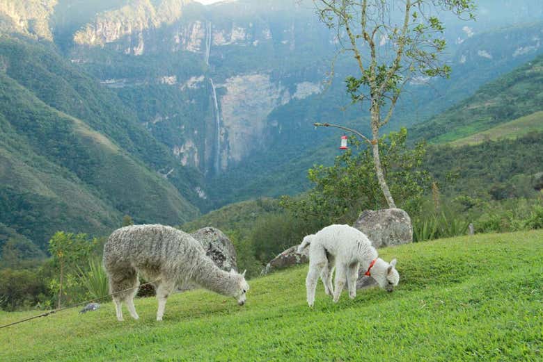 Alpacas en los alrededores de las cataratas