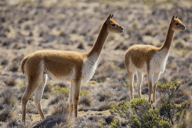 Vicuñas en la Reserva Nacional de Salinas y Aguada Blanca 