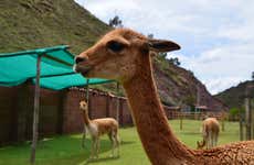 Excursión al Santuario Animal de Cochahuasi