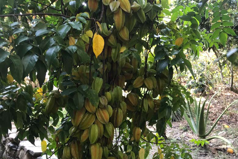 Chocolate tour in the jungle of Cusco