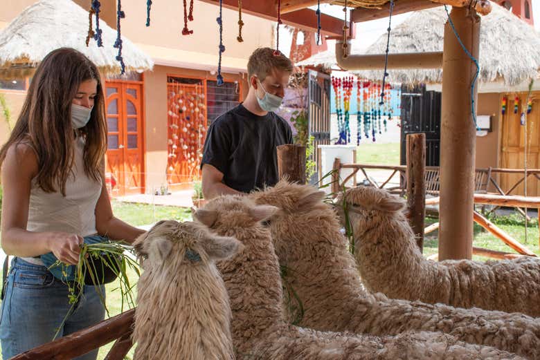 Haciendo nuevos amigos