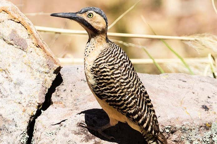 Uma das aves que poderemos ver