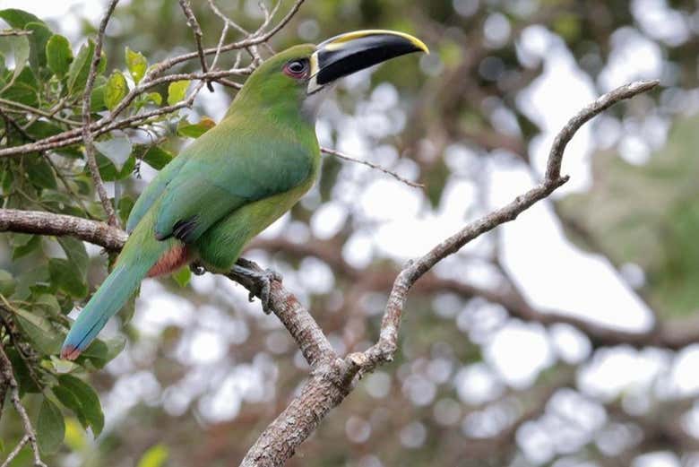 Observez différents types d'oiseaux
