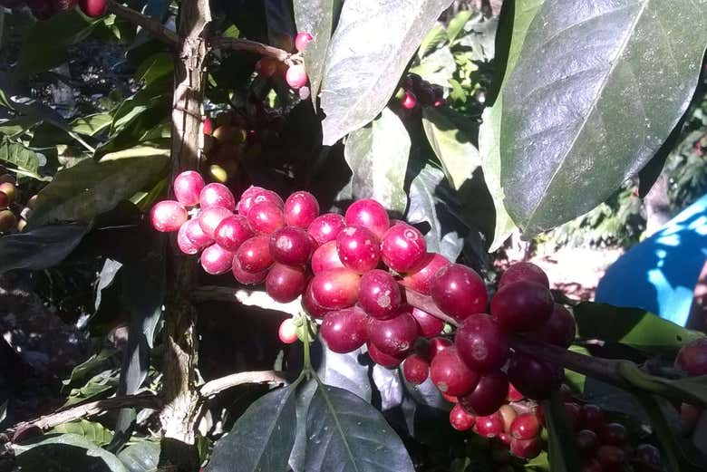 Coffee 