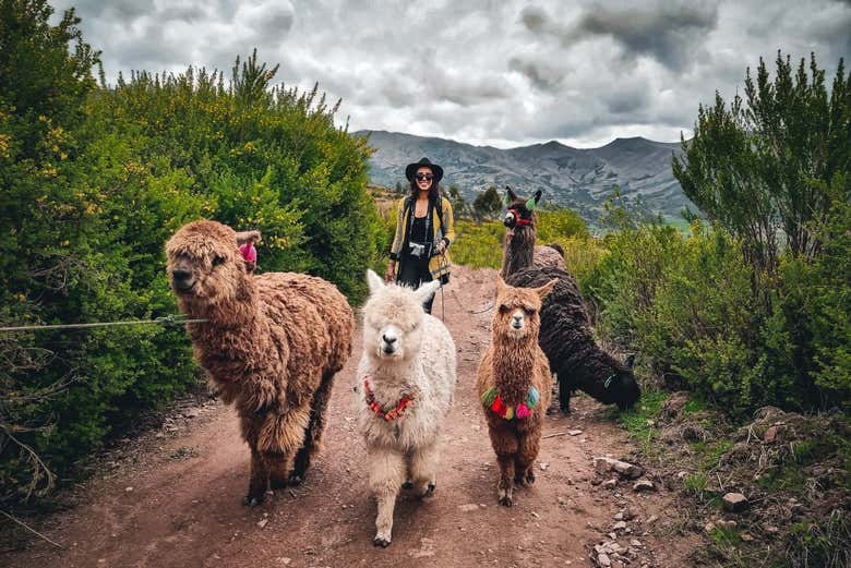 Passeando com as alpacas