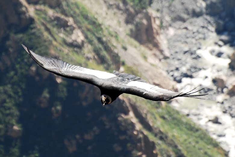 Condor-dos-andes