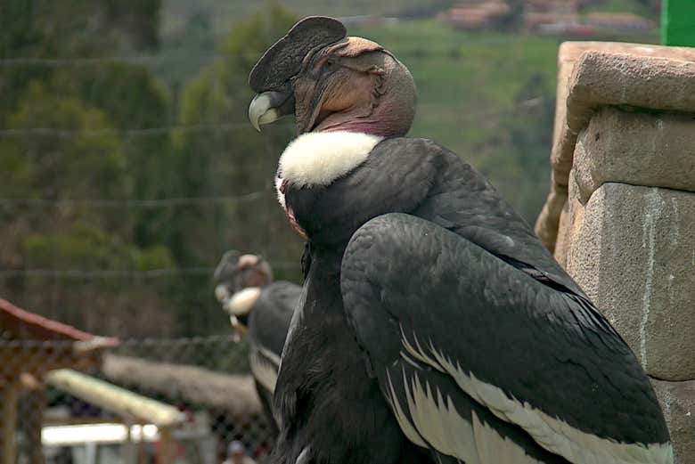 El cóndor, ave más emblemática de los Andes