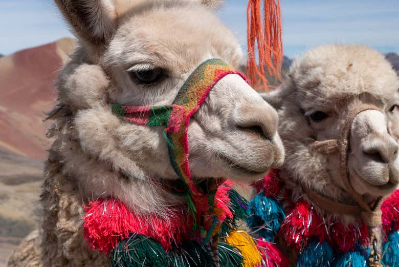Um passeio entre lhamas e alpacas