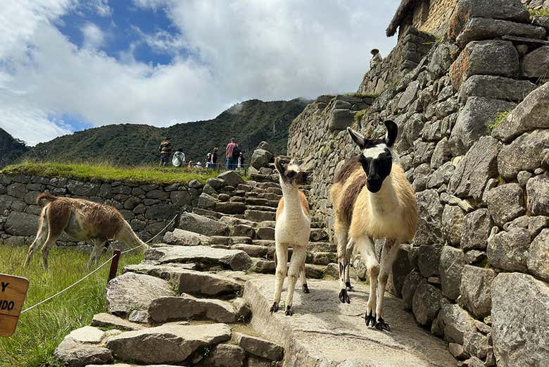 Pequenos animais que você poderá ver durante o tour