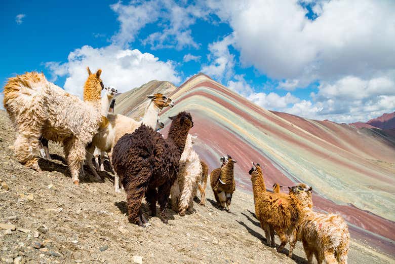 Llamas en las montañas
