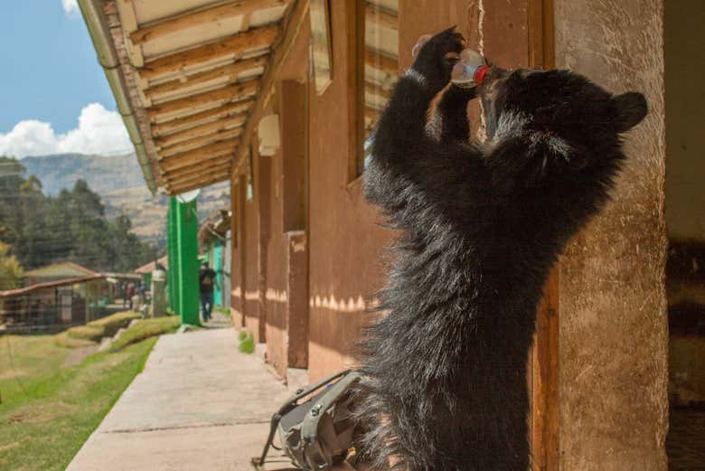 Observando el curioso comportamiento de un oso de anteojos