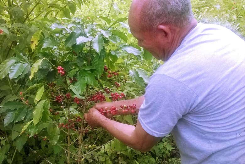 Plantação do café