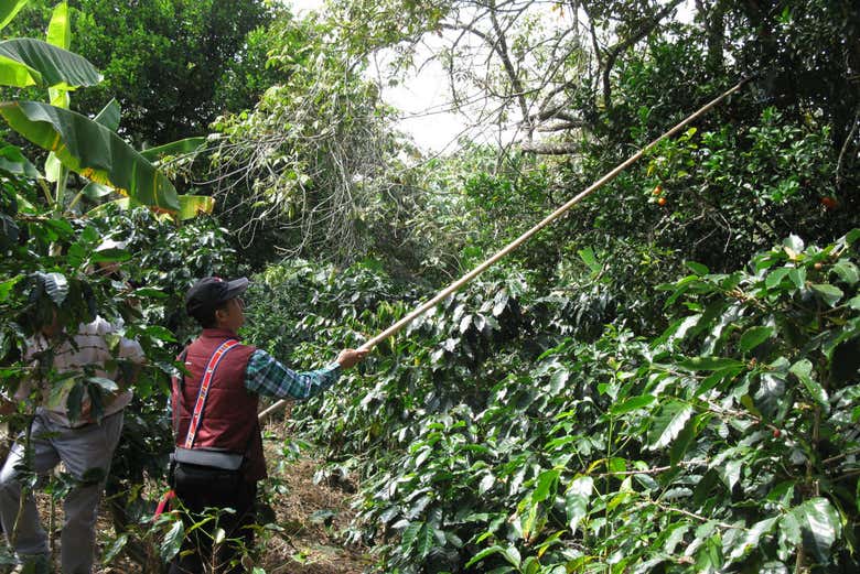 Explorando as plantações