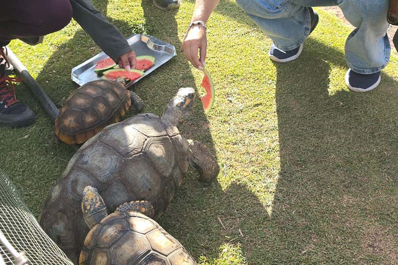 Alimentando a las tortugas en el área designada