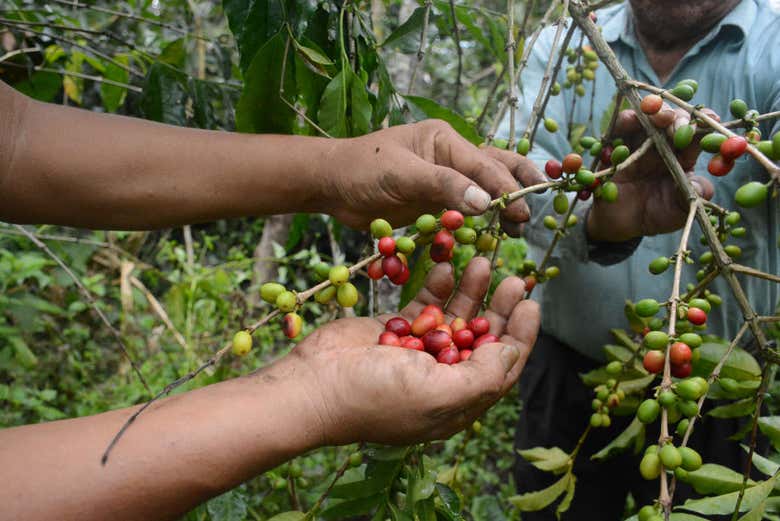 Fruto do café