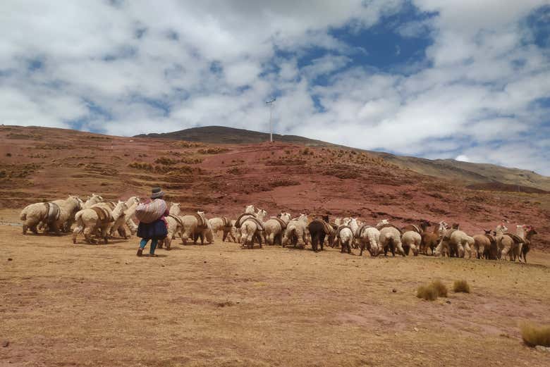Una manada de Alpacas