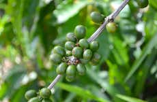Tour privado del café por Huayopata