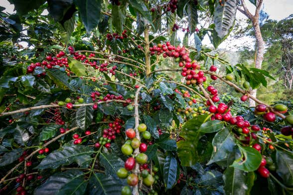 Huayopata Coffee or Cocoa 2-Day Private Tour
