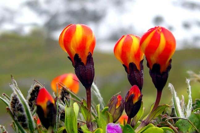 Huaytapallana means “where you gather flowers"