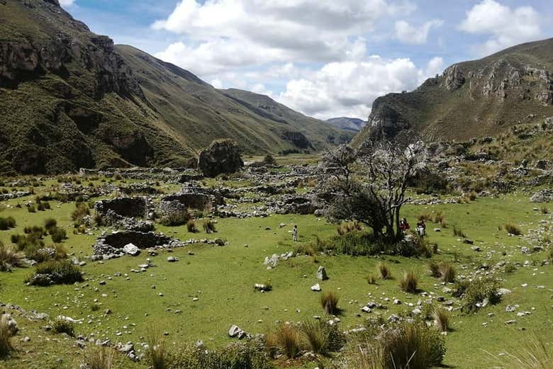 A puya forest in Peru